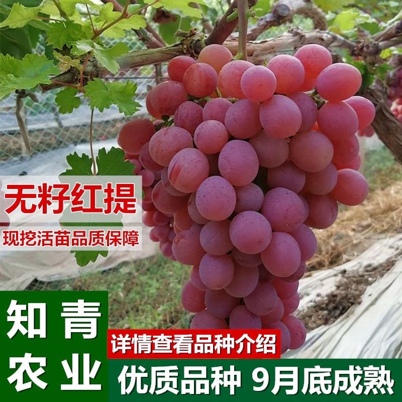 蒙阴县红提苗3309 5bb 夏黑 贝达 so4 嫁接苗