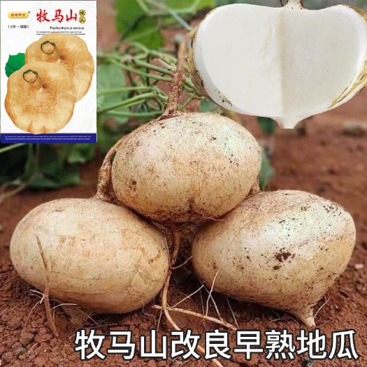 广州甜脆水果凉薯种籽特早熟地瓜种子沙葛凉瓜土瓜种农家蔬菜种孑