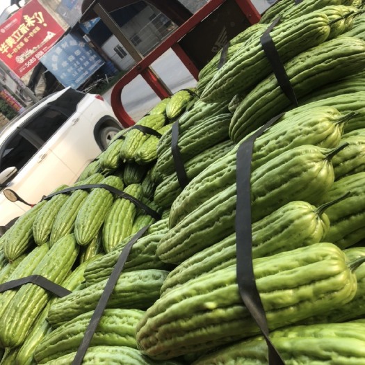 贺州绿苦瓜