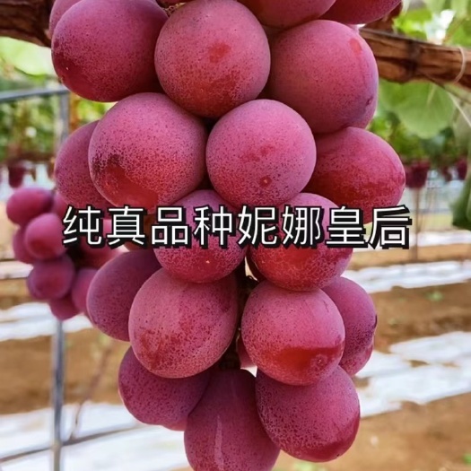 营口纯真种苗 妮娜皇后葡萄苗