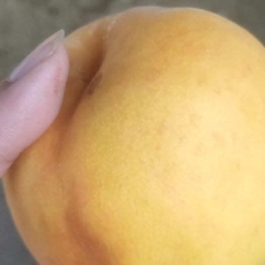 卢龙县黄金密黄桃