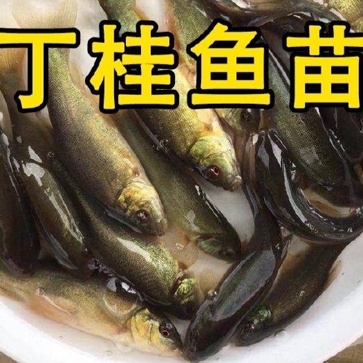 重庆市丁桂鱼苗 提供养殖技术 可送货上门 包成活率 货到付款