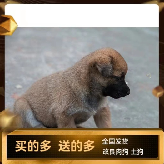南丰县大型土狗养殖场 土狗苗多买多送，包技术送饲料