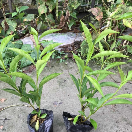 成都茉莉花，大杯，小杯，地苗，基地都有货