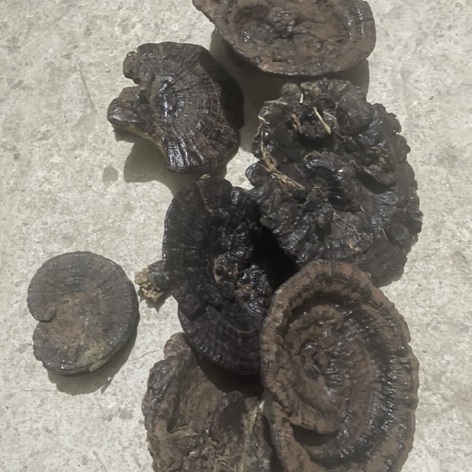 富宁县云南灵芝