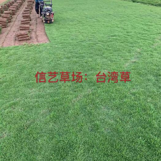 长沙马尼拉草卷，草卷