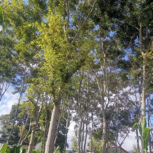 巍山县自家种植的朴树，15-35公分直径