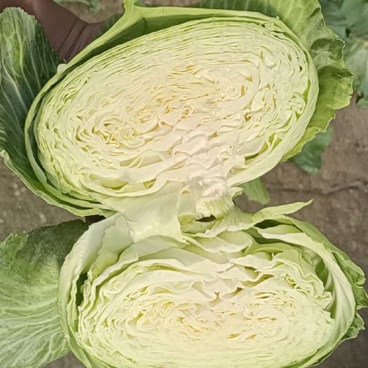 长阳县包菜