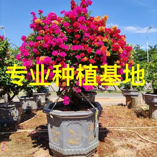 漳州造型三角梅 多色三角梅 四季红大红水红三角梅 中国红三角梅