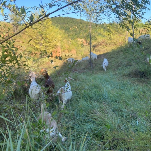 喀左县肉羊大母羊