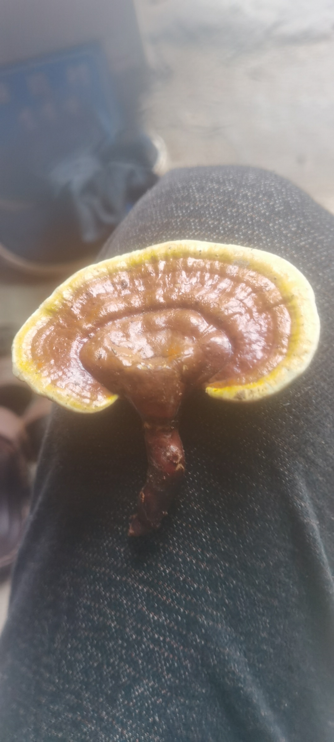 灵芝