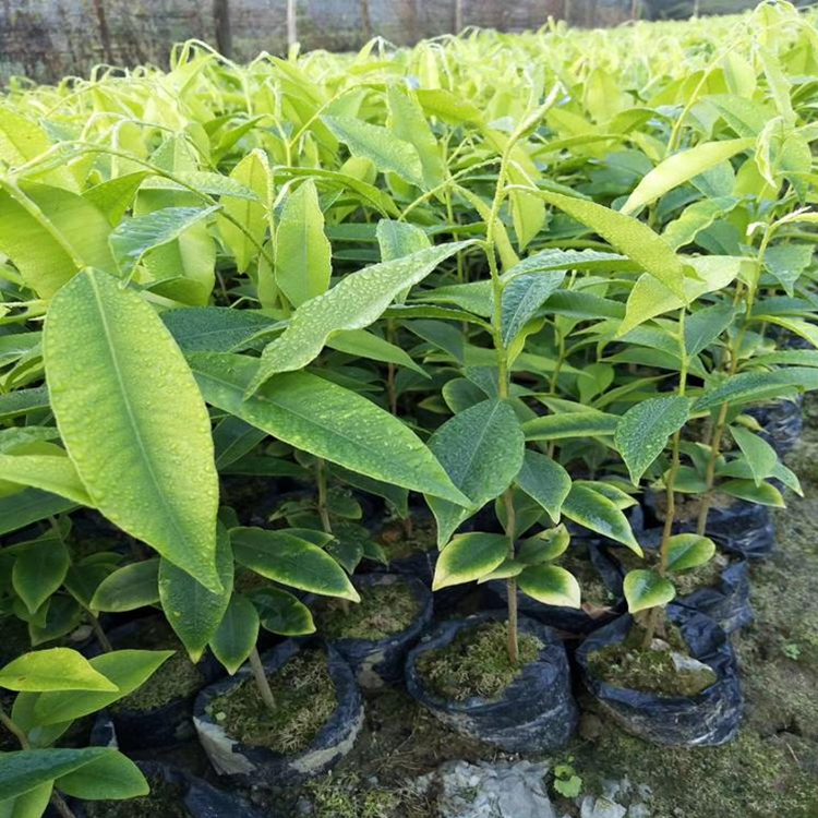 名贵树苗 嫁接奇楠沉香树苗 绿奇楠沉香树苗绿化沉香树苗地栽苗