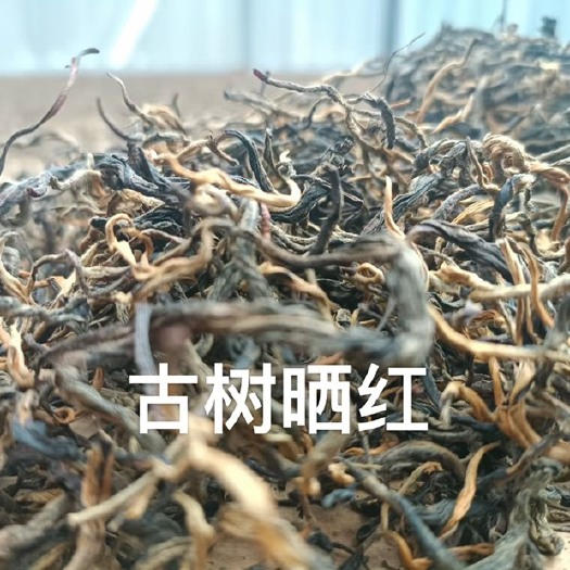 云县云南大叶种古树晒红
