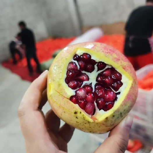会理市石榴