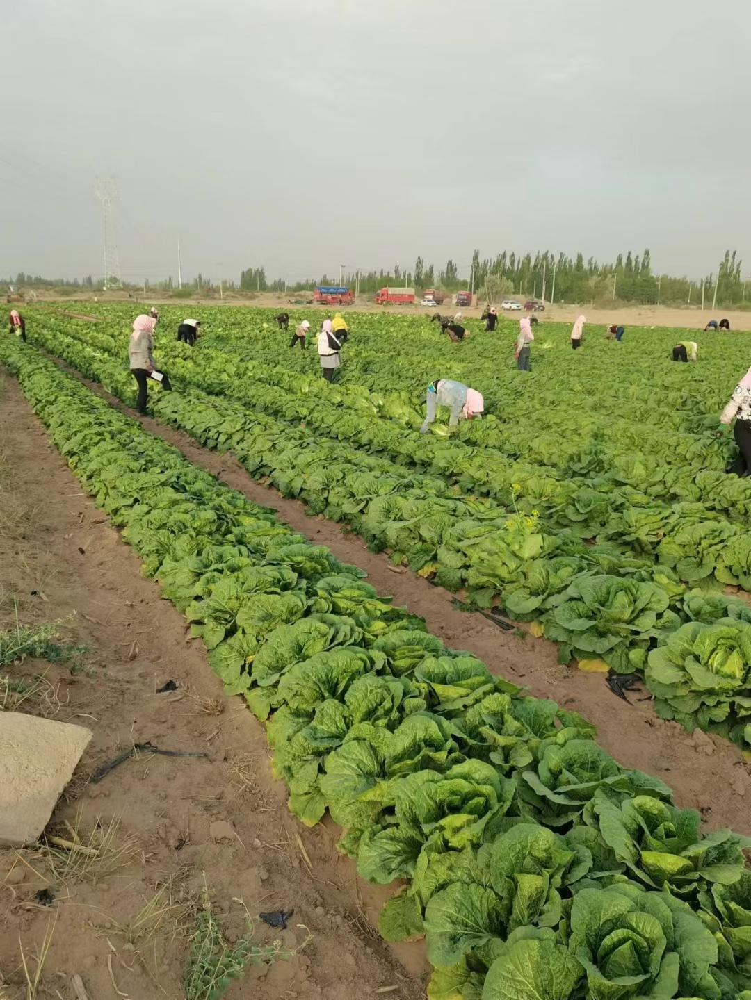 寒悦黄心露地越冬白菜种子耐寒性强5斤抗根肿病产量高口感好