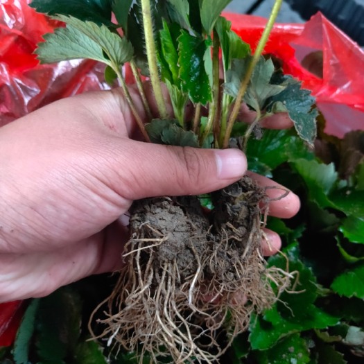 长丰县红颜草莓苗大量出售。￼￼