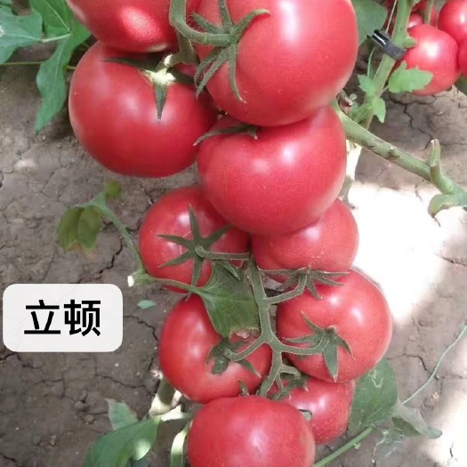 粉果番茄种子  立顿，白转红早熟粉果，产量高