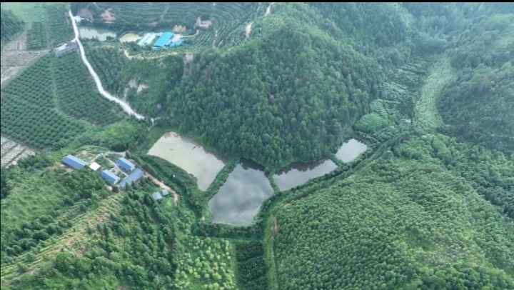 定南县坑塘 鱼塘出租，4口鱼塘，一共13亩，租金8000元一年，水