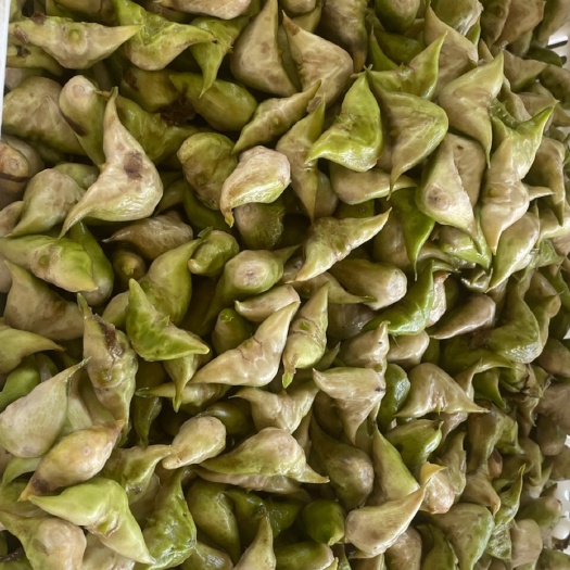 和县新鲜老菱角，源头发货，量大可联系小刀