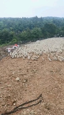 蛋鸭、青年蛋鸭