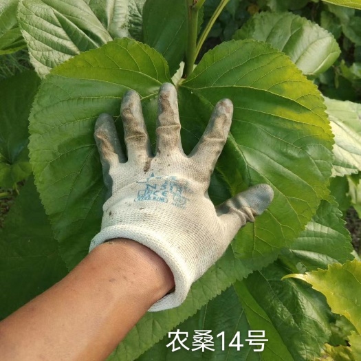 睢宁县农桑强桑蛋白桑果桑叶桑绿化