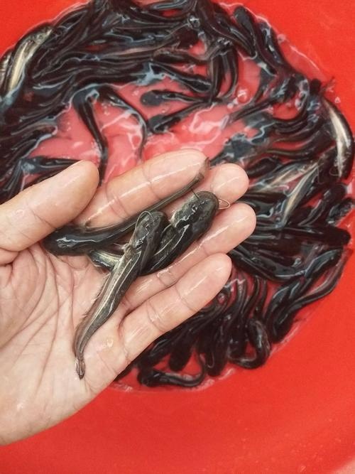成都优质鲶鱼苗，规格齐全，量大从优，基地直供，提供技术指导