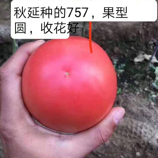 寿光市硬粉番茄苗  安娜757抗根腐病