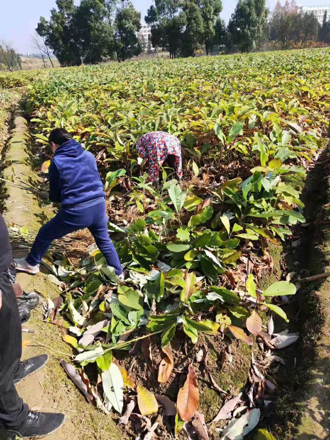 厚朴苗 良种厚朴苗 四川绵阳市厚朴苗凹叶厚朴苗 一年生厚朴苗