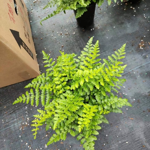 漳平市吉姆厥大小规格精品货批发