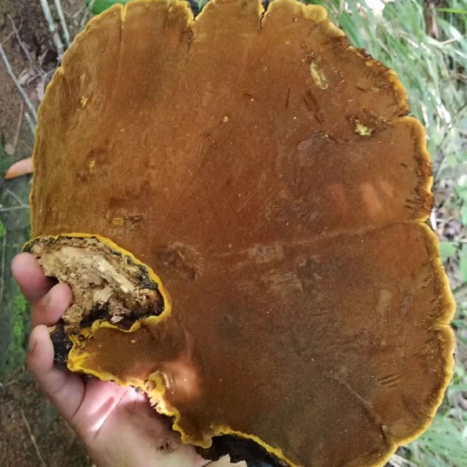 南江县正宗岩桑树桑黄