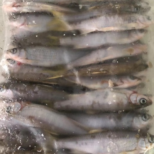 河源马口鱼