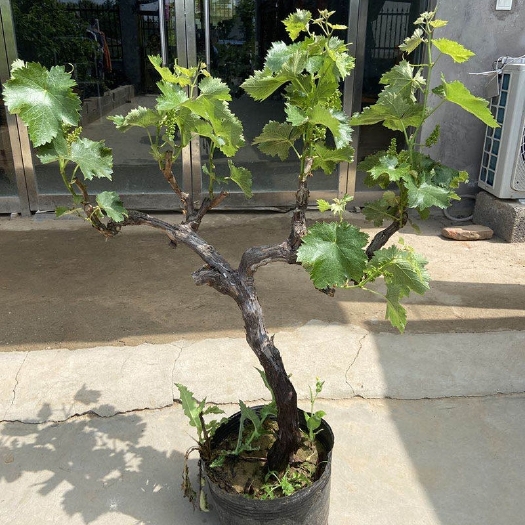 北京正宗葡萄树苖特大巨峰阳光玫瑰葡萄苗爬藤南北方种植当年结果树苗