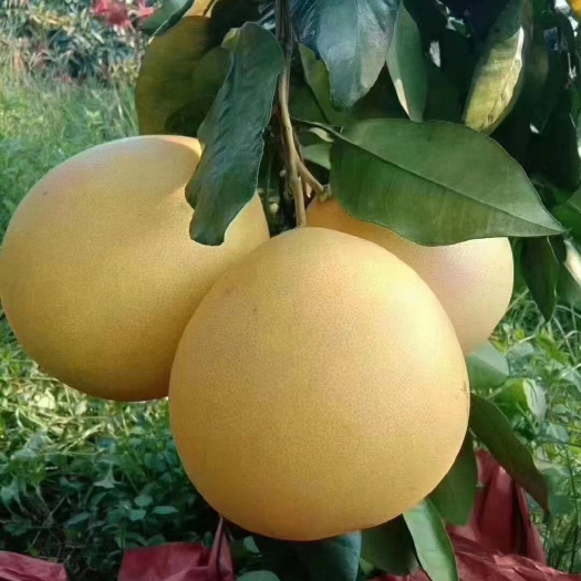 平和县谁要订购平和蜜柚，红心蜜柚一斤一元，