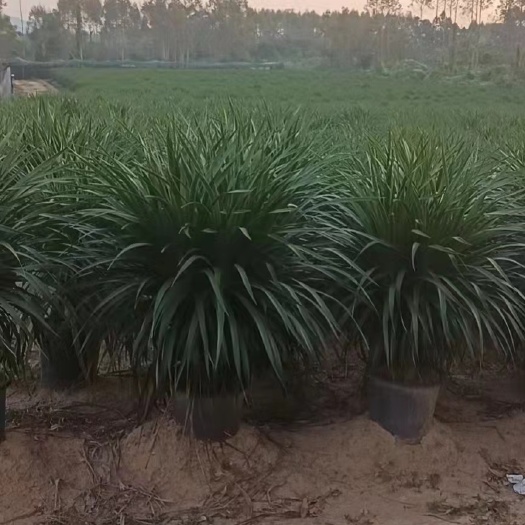 开平市盆栽龙血树