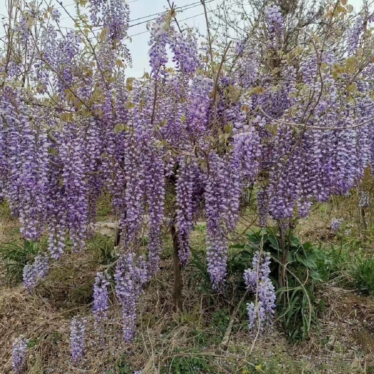 平邑县紫藤花