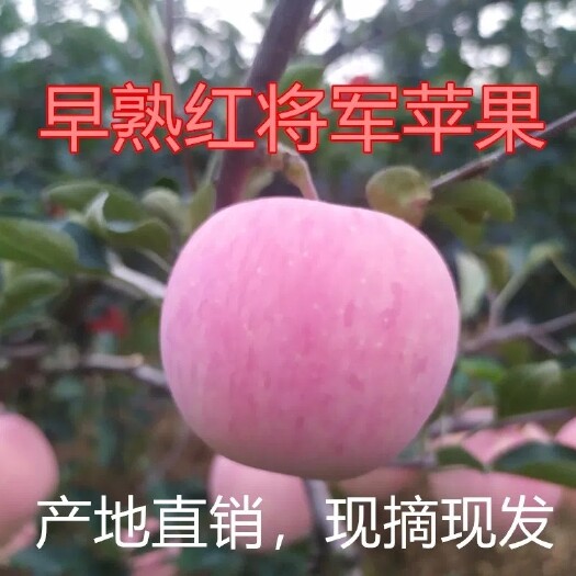 红将军苹果 脆甜新鲜水果 非红富士现摘先发5斤包邮