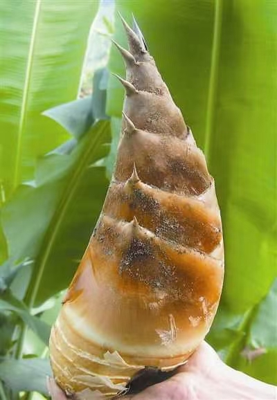 佛山桂竹笋苗 广西桂竹苗