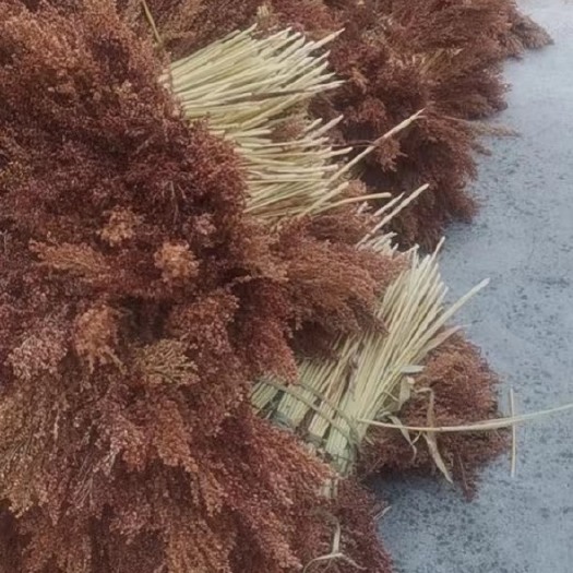 桐梓县高粱杆