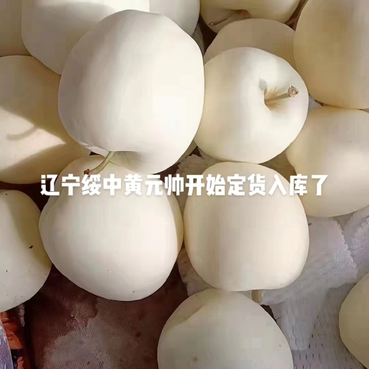 绥中县黄元帅，大个干净白