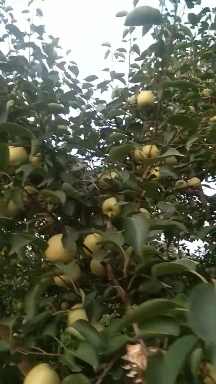 兰考县砀山梨