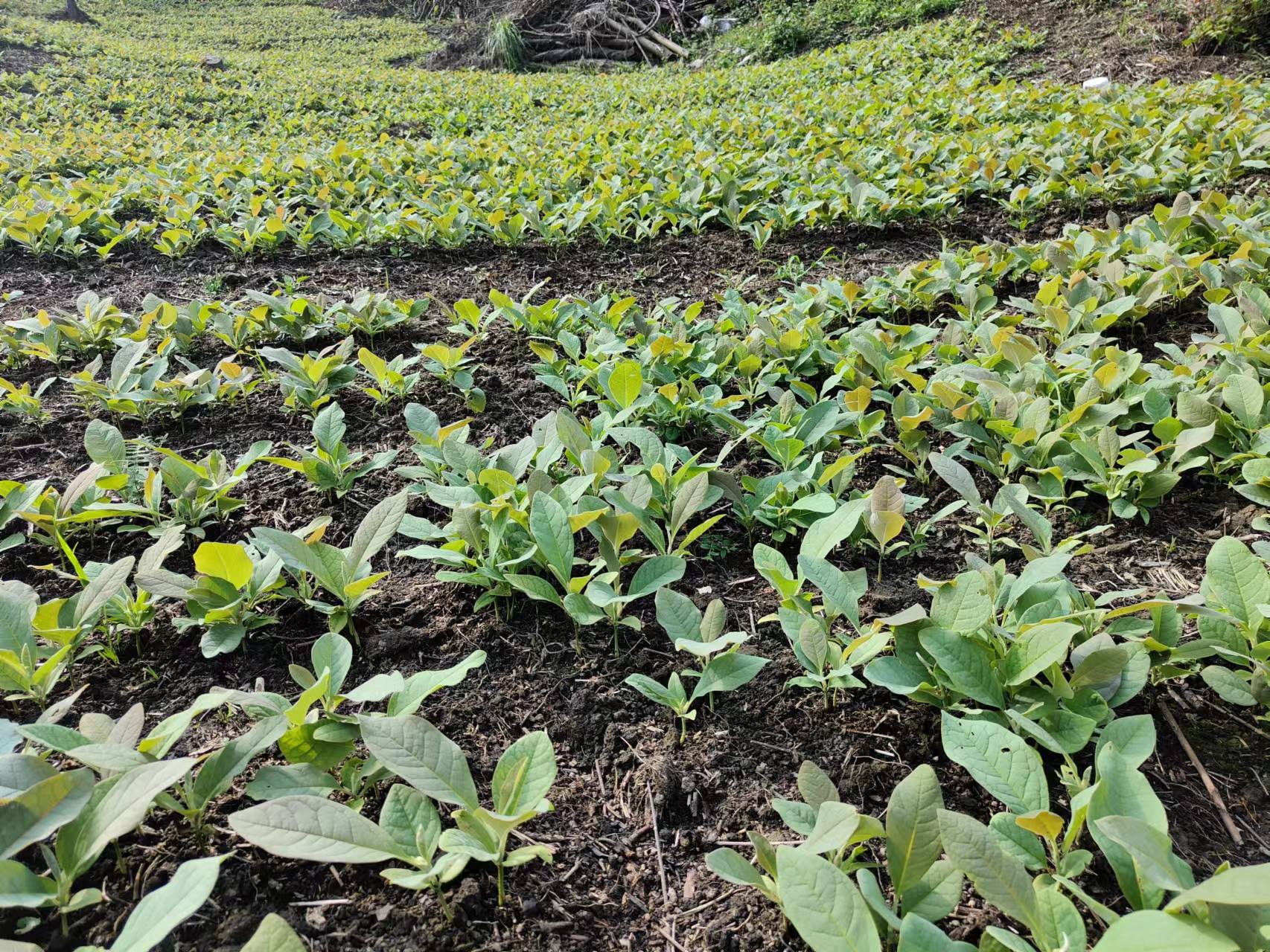 厚朴苗 良种厚朴苗 四川绵阳市厚朴苗凹叶厚朴苗 一年生厚朴苗