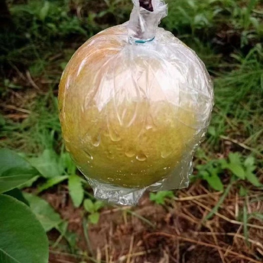 永和县玉露香梨