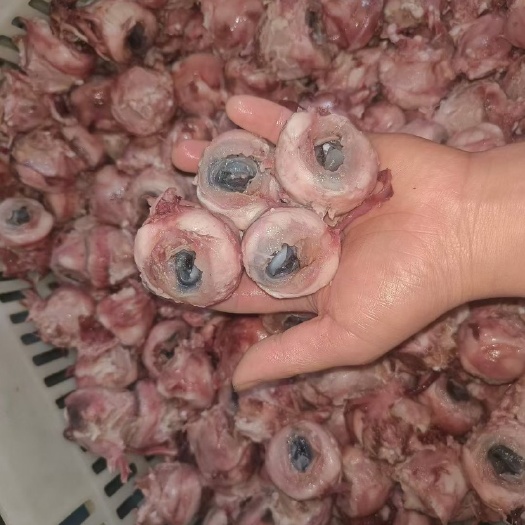 中牟县羊眼