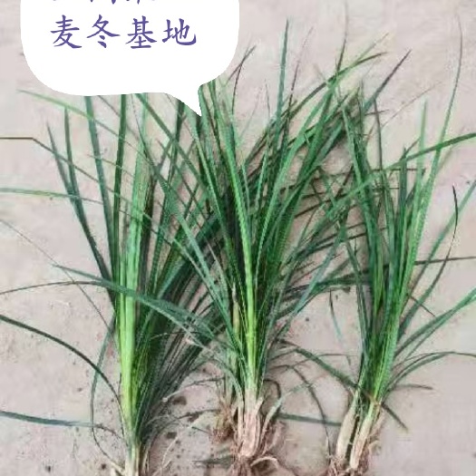三台县麦冬草