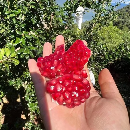 永胜县石榴，会理石榴，突尼斯软籽石榴，软籽石榴，丽江石榴，大理