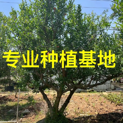 漳州全冠石榴树批发 福建果石榴树供应 造型丛生石榴树价格 果石榴