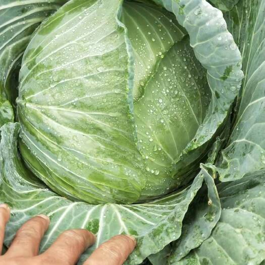 赫章县包菜麻叶白菜