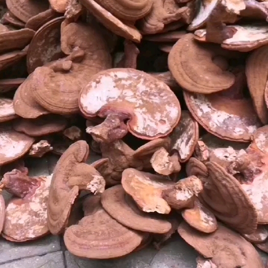 赤灵芝  山东冠县灵芝小镇种植基地
