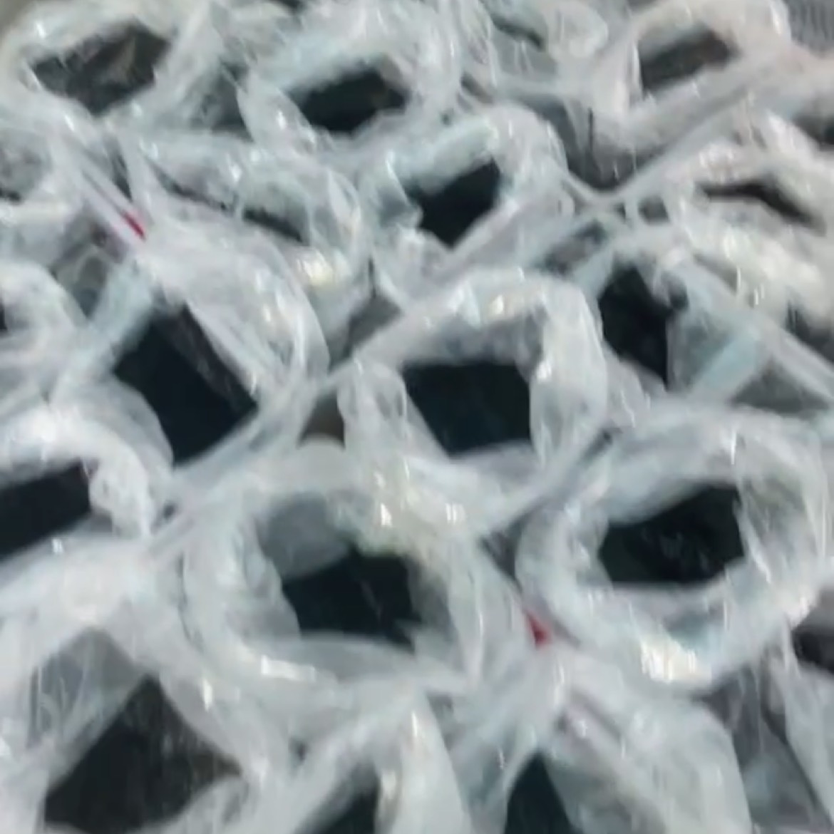 东山县自家场地培育的牛蛙苗
