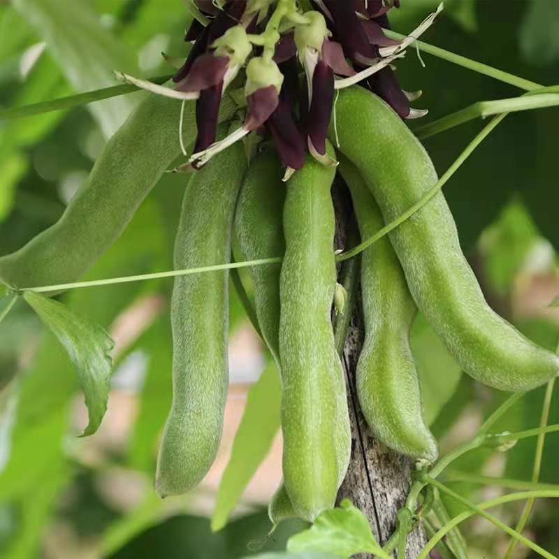 农家新鲜蔬菜狗爪豆现摘仔豆广东特产包邮